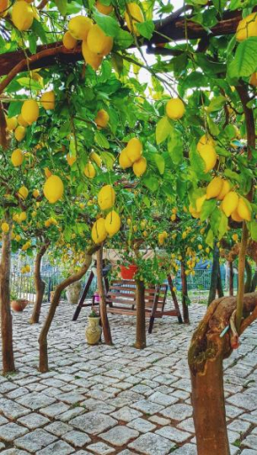 Il Limoneto degli Angeli Minori